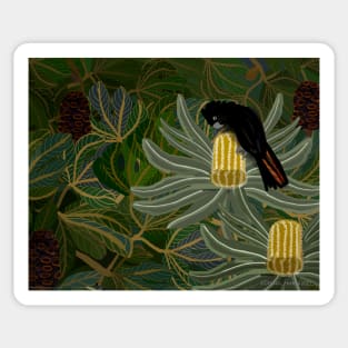 Red Tailed Black Cockatoo and Banksia Seed Pods Sticker